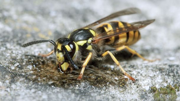 Différence guêpe frelon : comment les reconnaître et éviter les dangers ?