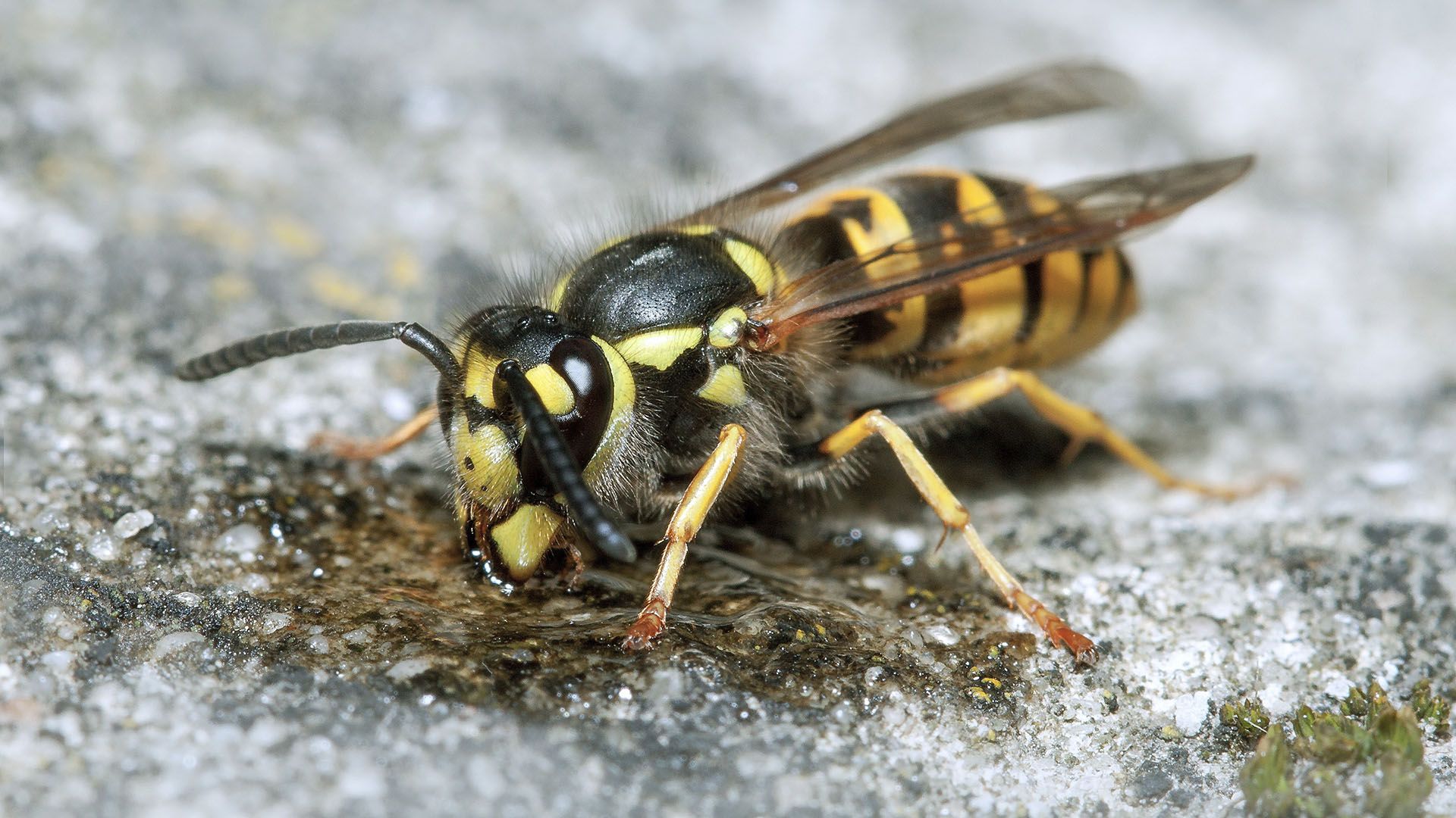 Différence guêpe frelon : comment les reconnaître et éviter les dangers ?