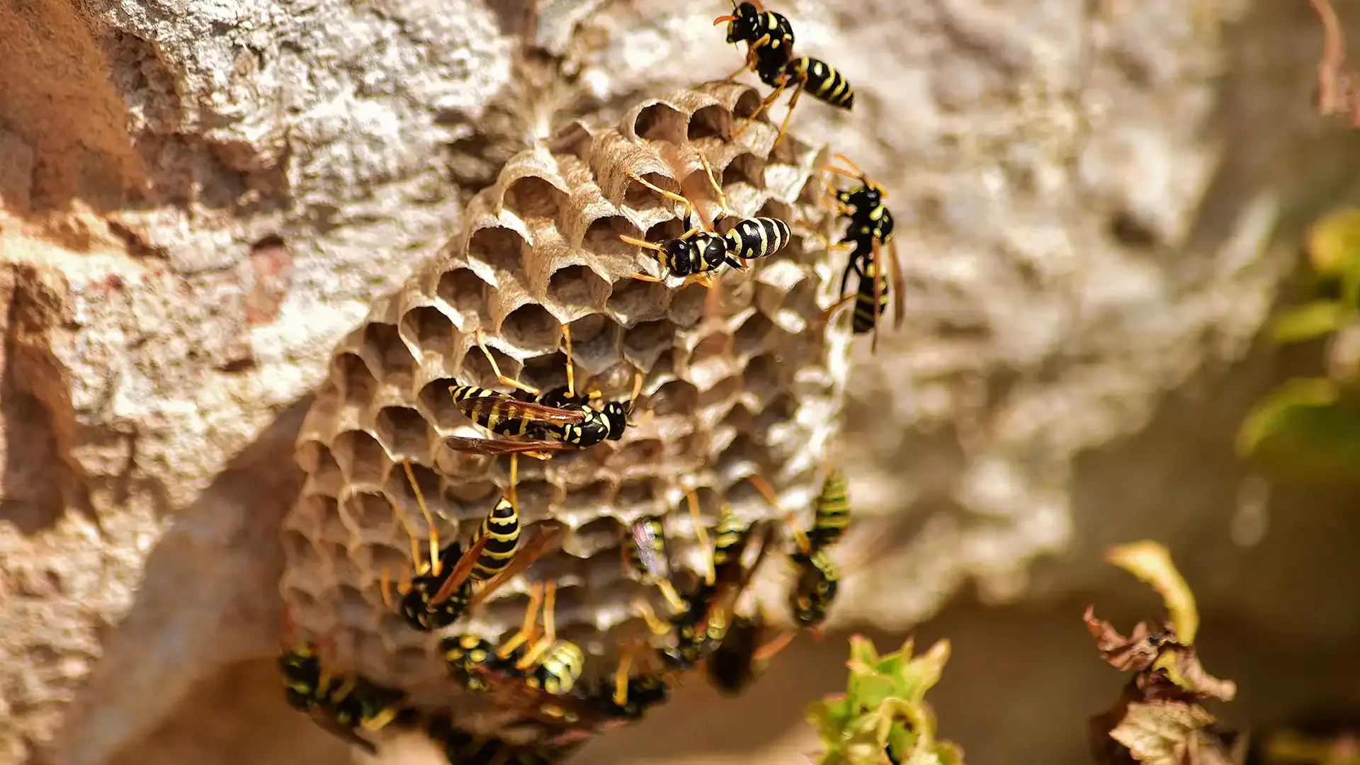 Destruction de nid de frelons et guêpes en Corrèze