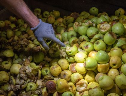 Récolte de pommes de Dordogne