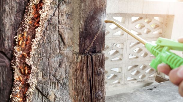 Pourquoi traiter votre charpente contre les insectes xylophages _