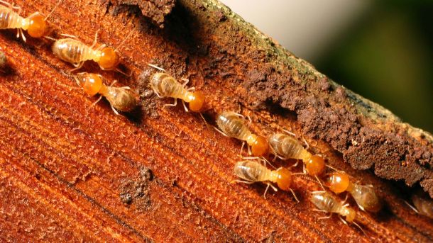 Lutter contre les termites en Nouvelle-Aquitaine _ guide complet pour protéger votre maison