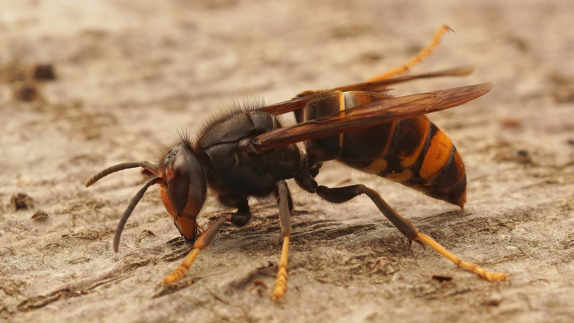 Insectes et frelons risques