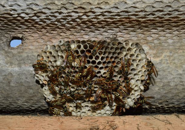 Destruction de nids de guêpes et frelons en Corrèze (19)