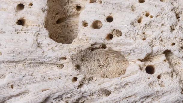 Vrillette et humidité - Comment éviter les dégâts dans votre charpente ?